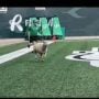 Sheep takes center stage at football match in Canada