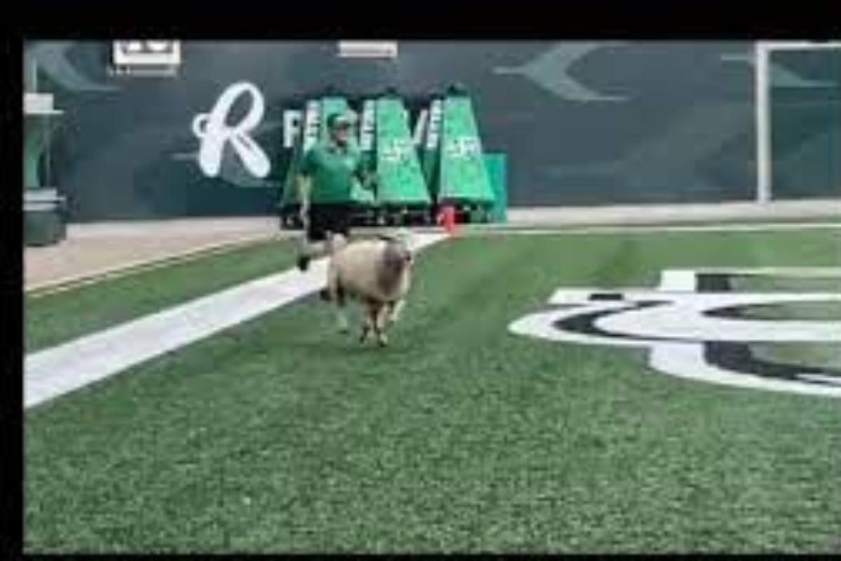Sheep takes center stage at football match in Canada