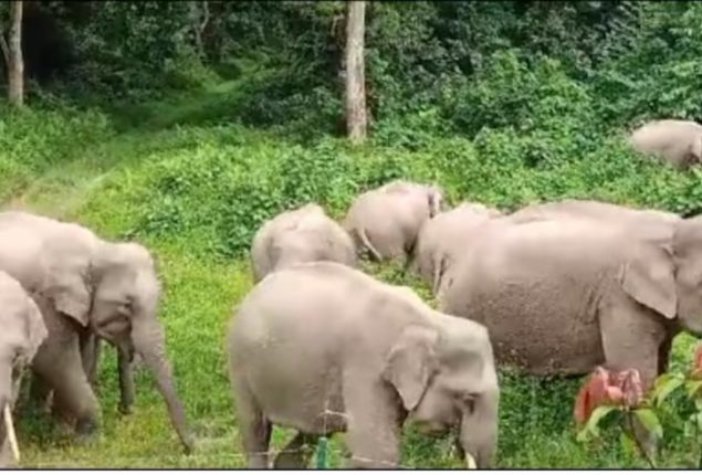 IFS Officer’s Captivating Video Offers Rare Glimpse of Elephants’ Lives