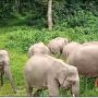 IFS Officer’s Captivating Video Offers Rare Glimpse of Elephants’ Lives