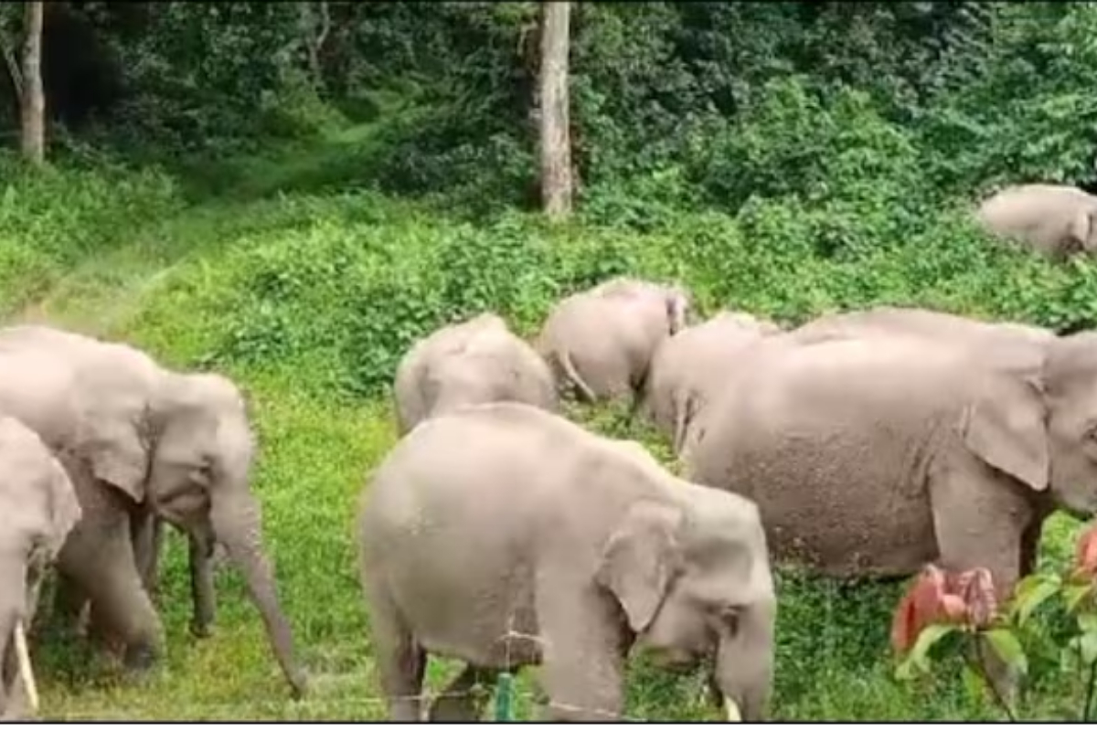Rare Glimpse of Elephant