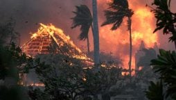 Hurricane Maui flames Dora wreak