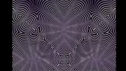 Animal Optical Illusion