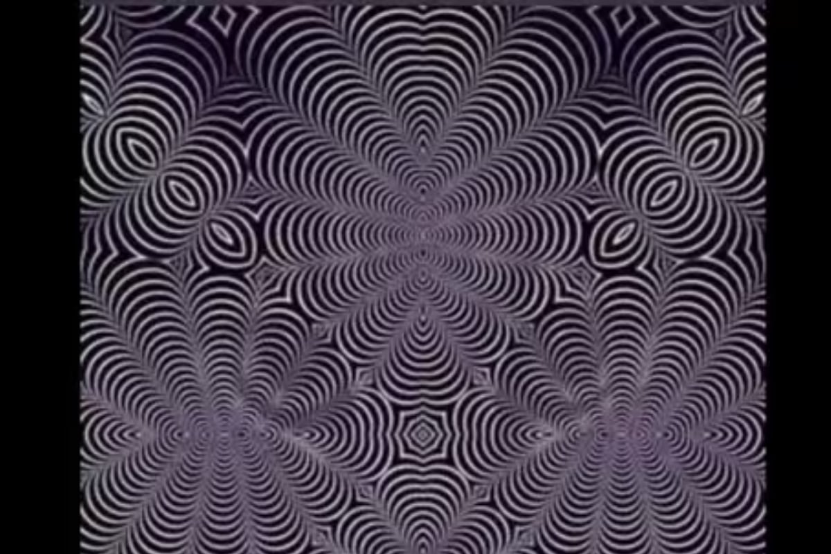 Animal Optical Illusion