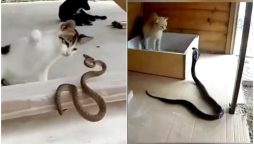 Watch These Ferocious Felines Take Down Their Prey
