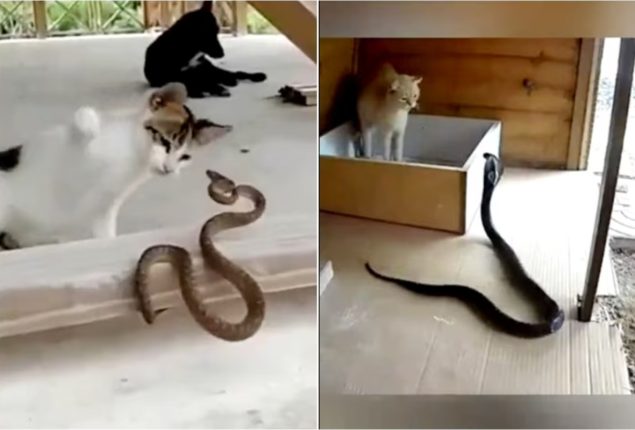 Watch These Ferocious Felines Take Down Their Prey