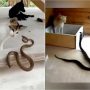 Watch These Ferocious Felines Take Down Their Prey