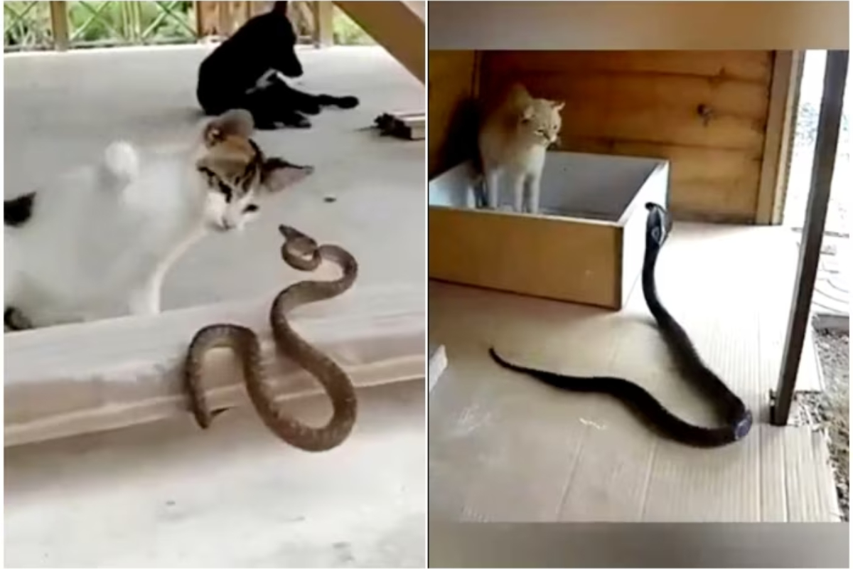 Watch These Ferocious Felines Take Down Their Prey