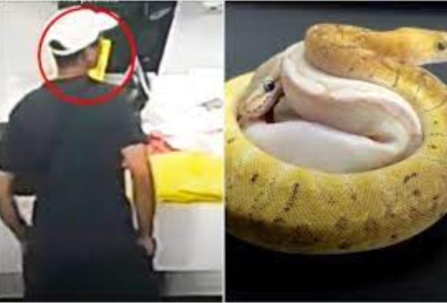 Man Tries to Smuggle 14 Snakes in His Pockets, Gets Caught