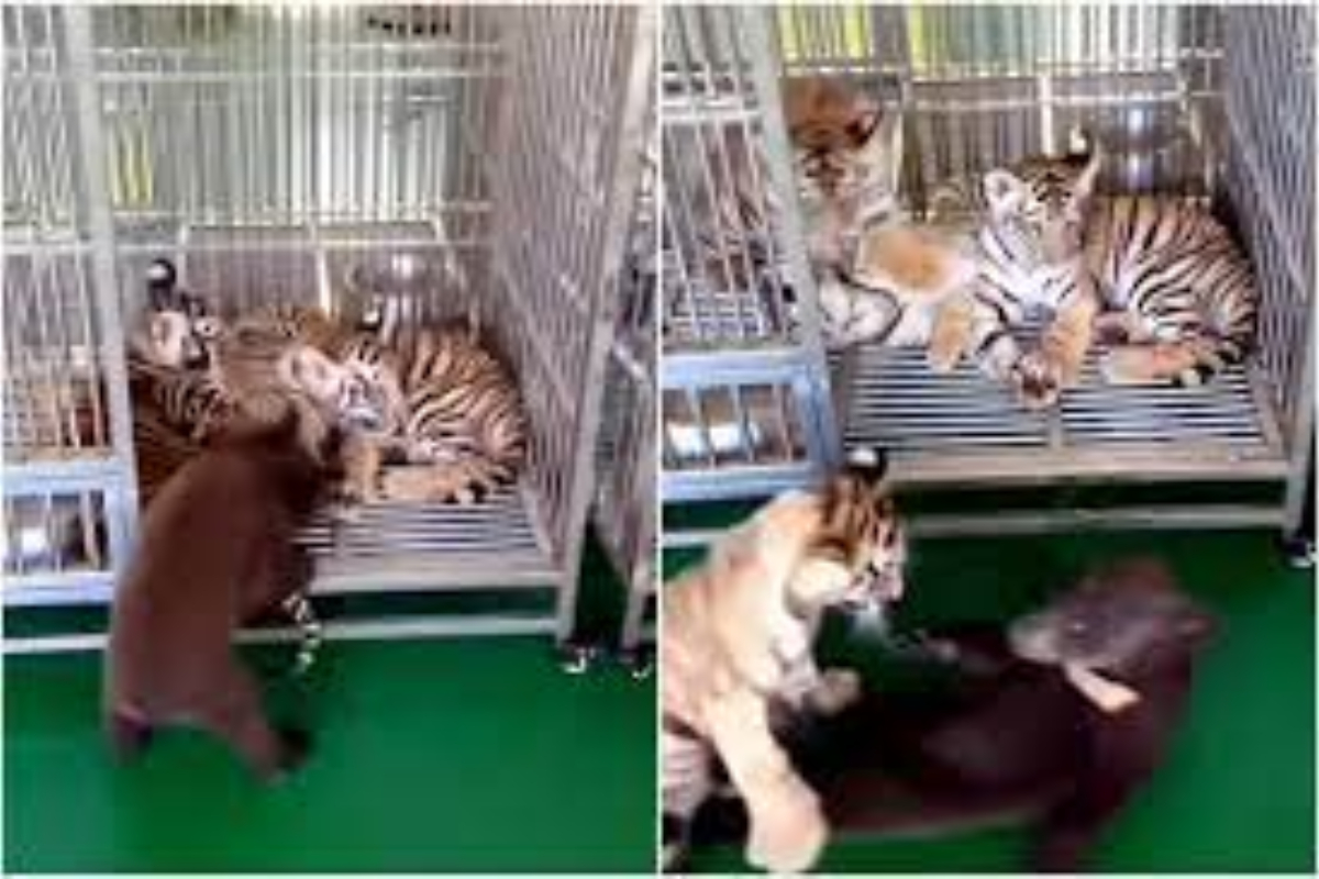 Baby Tiger Heroically Saves Brother From Bear Attack