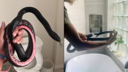 Snake in the Toilet! Woman Gets Shock of Her Life