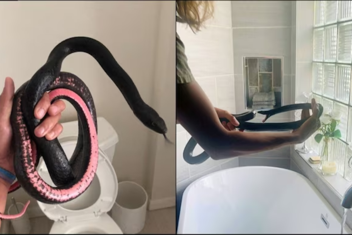 Snake in the Toilet! Woman Gets Shock of Her Life
