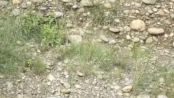 Can you beat the average person and find the owl in 5 seconds?