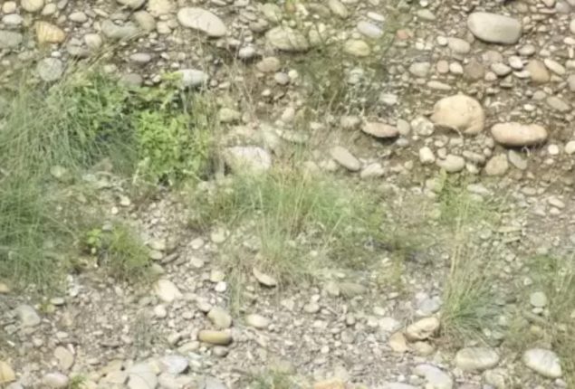 Can you beat the average person and find the owl in 5 seconds?