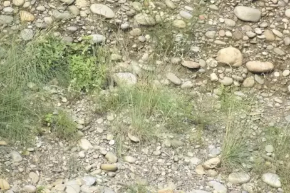 Can you beat the average person and find the owl in 5 seconds?