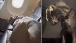 Man’s Viral Video Shows How Far He’ll Go for Service Dog