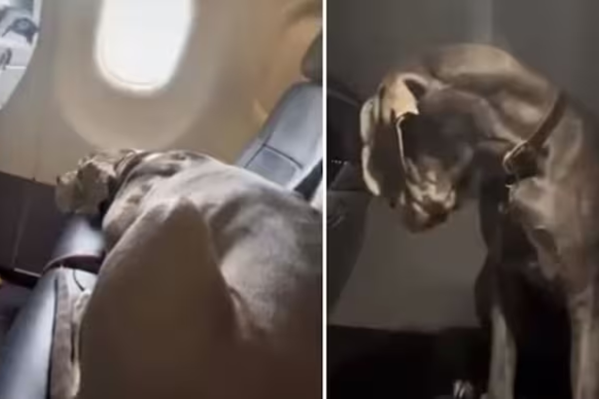 Man's Viral Video Shows How Far He'll Go for Service Dog