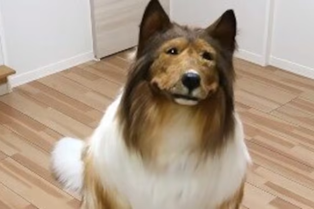 Japanese Man Regrets Spending Rs 12 Lakhs to Become a Dog