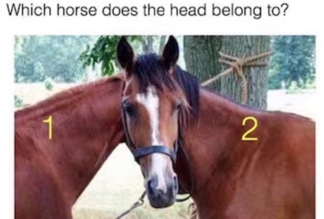 New optical illusion is baffling the internet! Can you solve it?