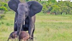 Baby Elephant Takes First Steps with Mama’s Help