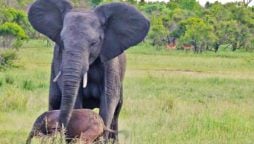 Baby Elephant Takes First Steps with Mama's Help