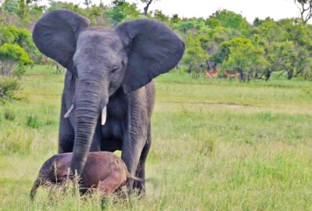 Baby Elephant Takes First Steps with Mama’s Help