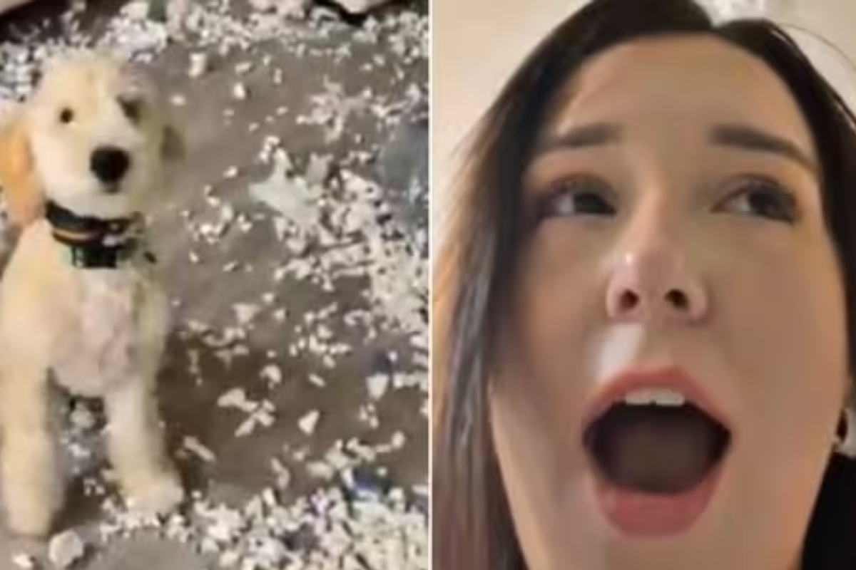 Dog Shows Off Mess