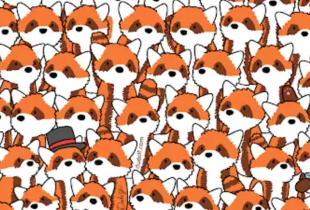 Can you spot the 3 foxes hiding among these red pandas?
