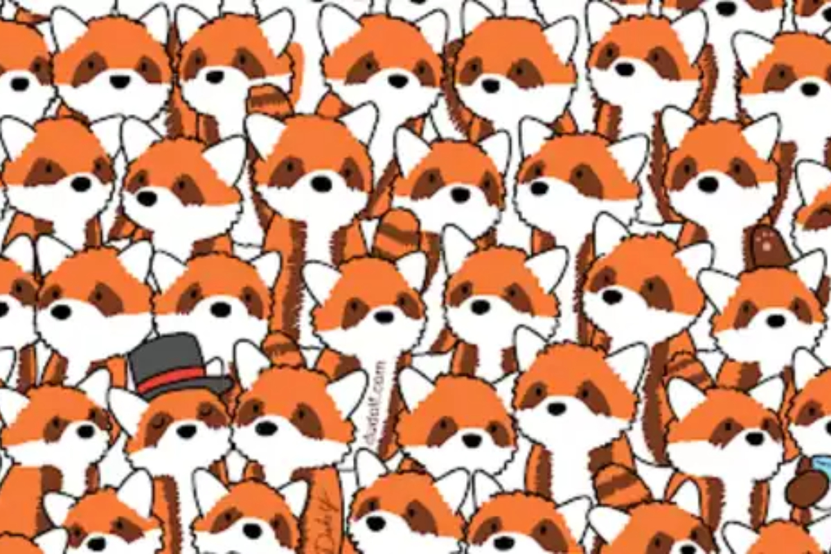 Can you spot the 3 foxes hiding among these red pandas?