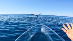 Rare Behavior Captured on Video: Humpback Whale "Tail Sails"