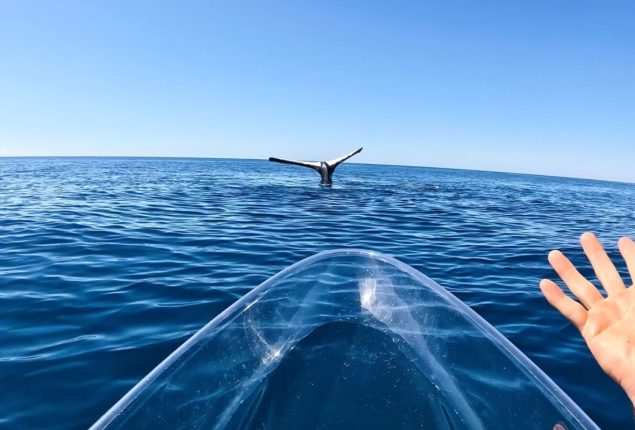 Rare Behavior Captured on Video: Humpback Whale “Tail Sails”
