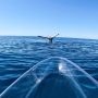 Rare Behavior Captured on Video: Humpback Whale “Tail Sails”