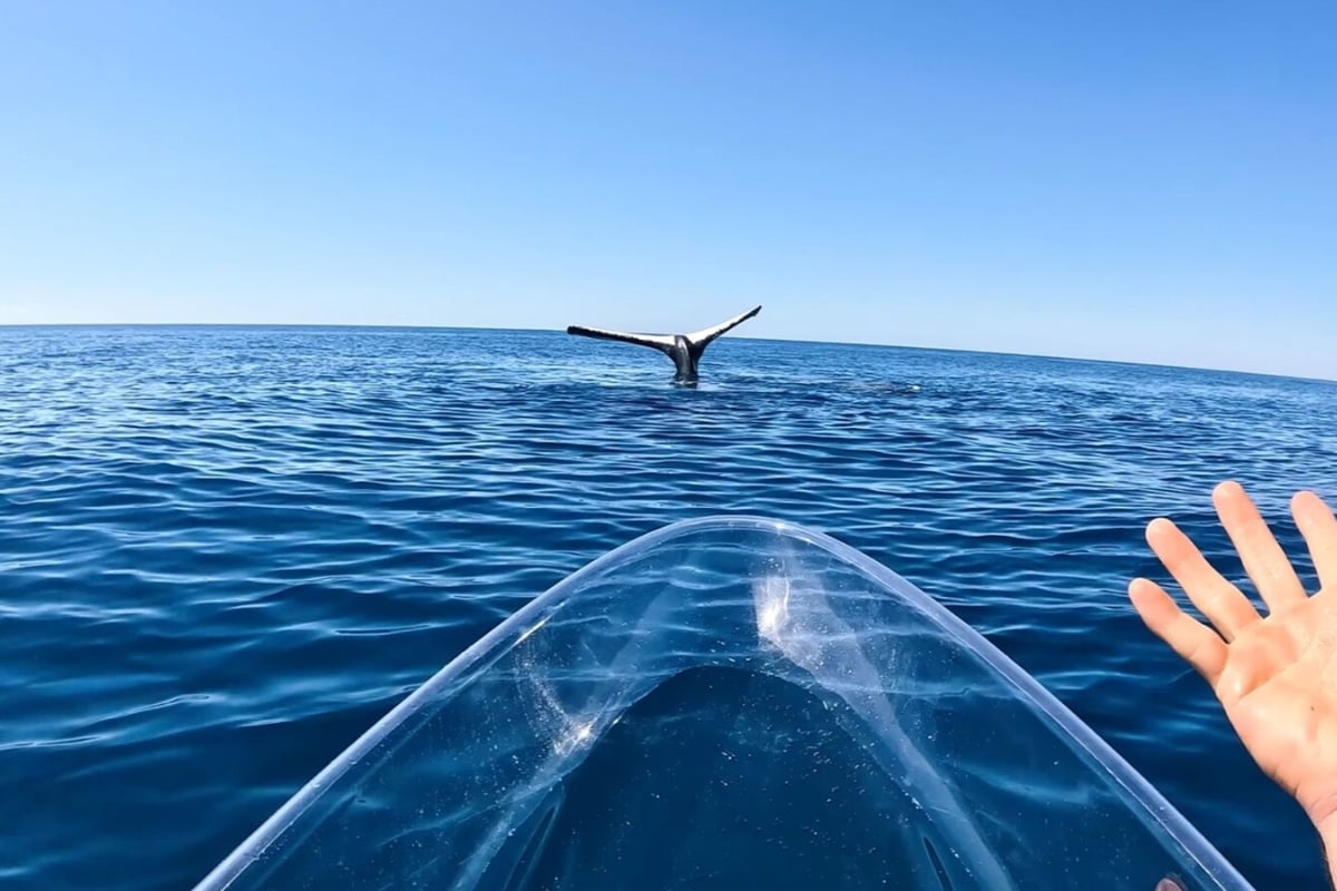Rare Behavior Captured on Video: Humpback Whale "Tail Sails"