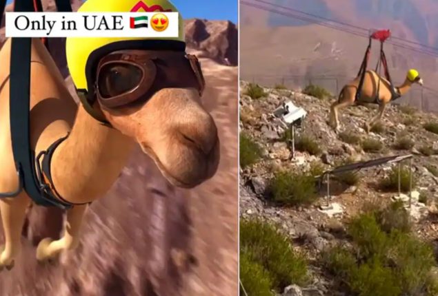 Computer-generated video of camel ziplining goes viral