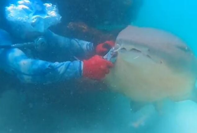 US Man’s daring rescue of shark stuck in hook caught on video