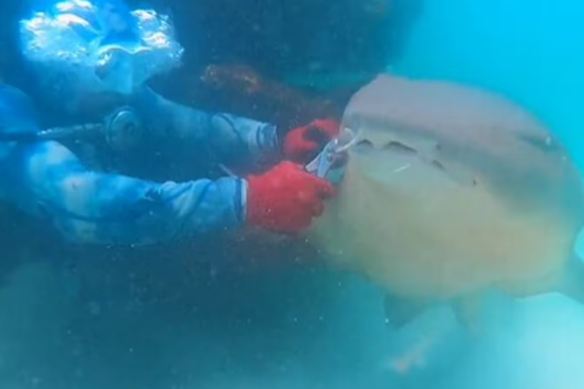 US Man's daring rescue of shark stuck in hook caught on video