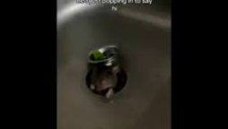 Rats try to enter kitchen through sink, video goes viral