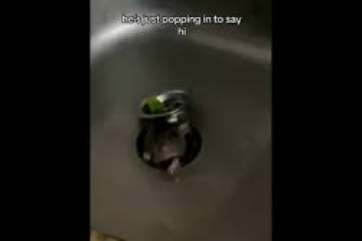 Rats try to enter kitchen through sink, video goes viral