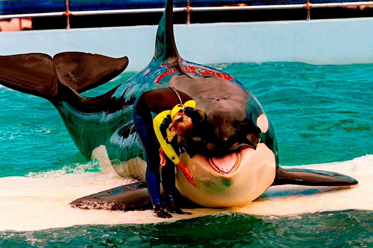 seaquarium Lolita