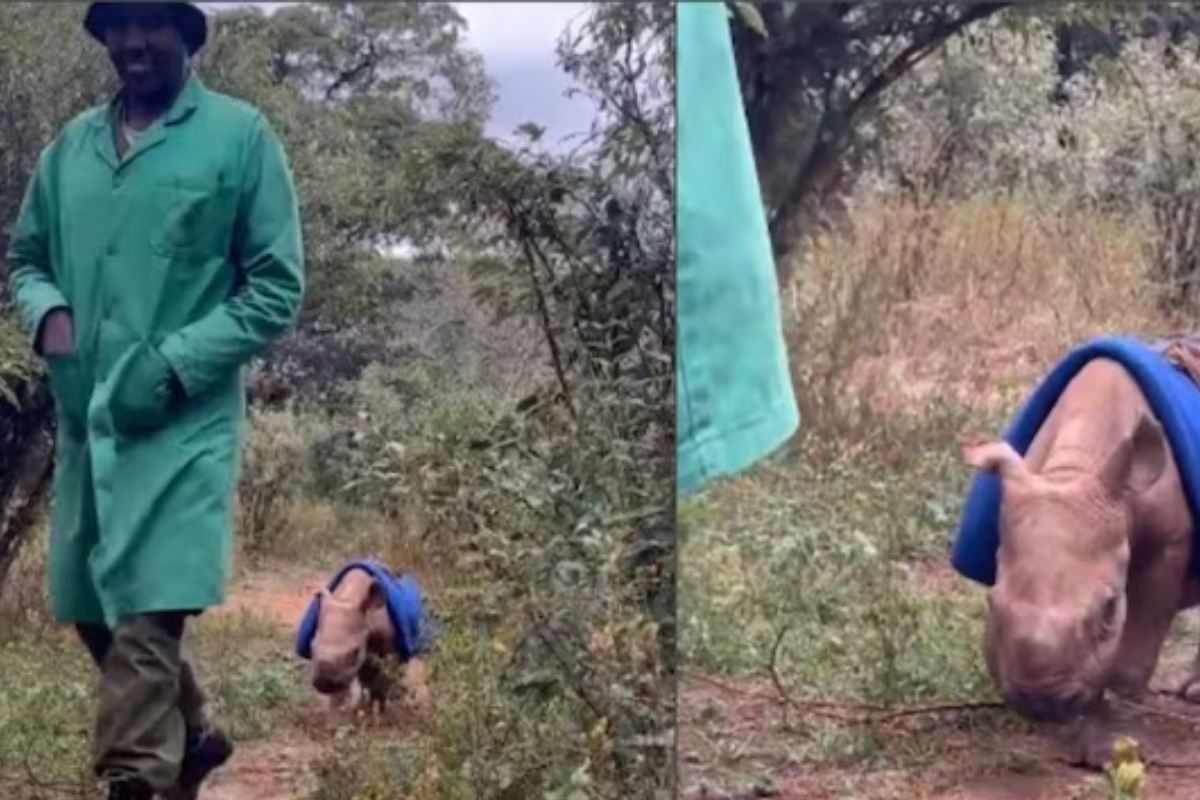 Adorable Video Warm Hearts