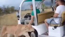 A lion instantly jumps into a visitor’s vehicle for an attack