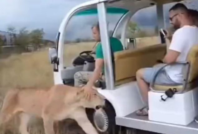 A lion instantly jumps into a visitor’s vehicle for an attack