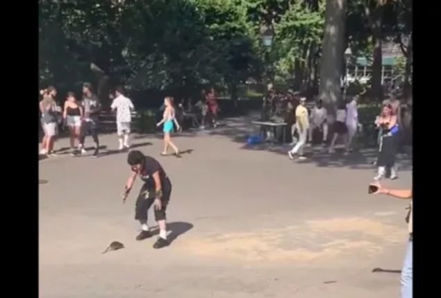 Rat Dancing on Roadway