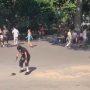Outrage Over Video of Rat Dancing on NYC Roadway