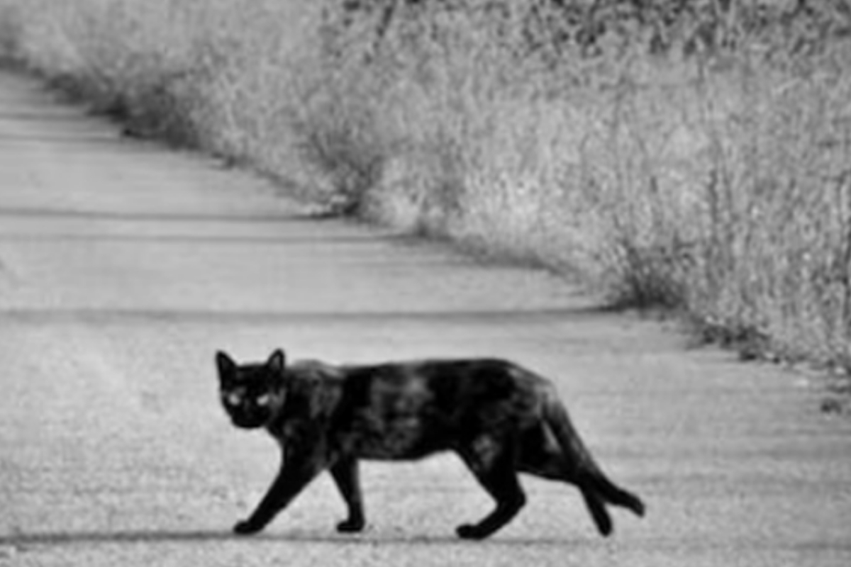 Thieves Caught to Cat