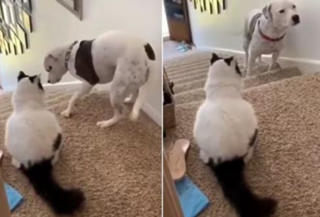 Viral Video: Dog’s Comical Encounter with Fearful Cat