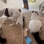 Viral Video: Dog’s Comical Encounter with Fearful Cat