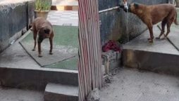 Woman’s Kindness to Stray Puppy Touches Hearts Online