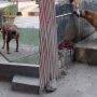 Woman’s Kindness to Stray Puppy Touches Hearts Online