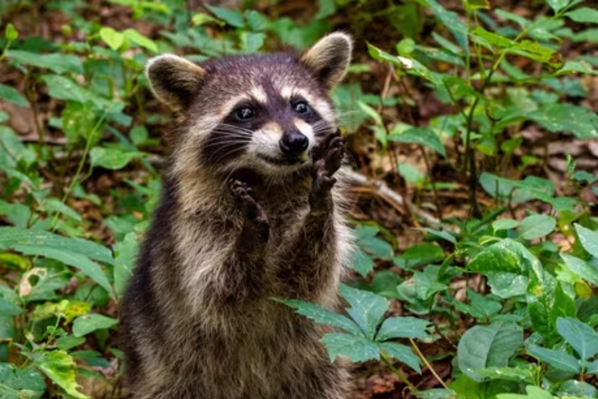Rescues Raccoon from Bathroom
